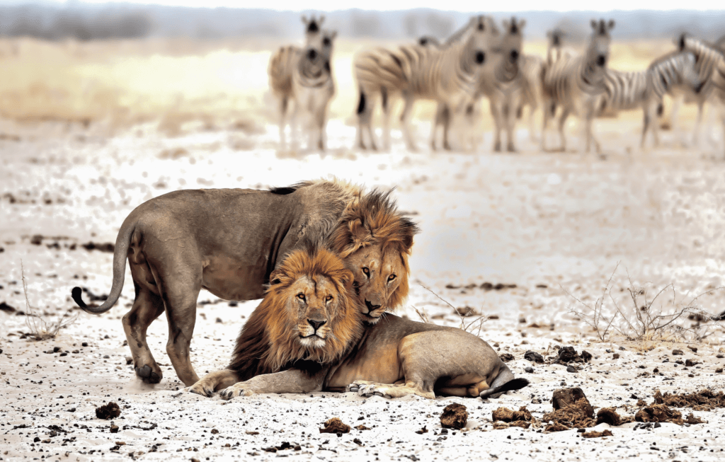 Deux lions frères. © DR