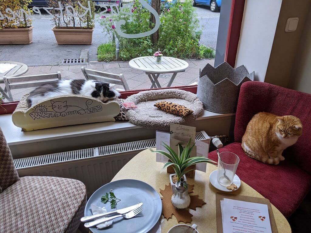 © Katzen Café