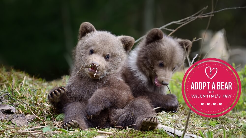 Un orphelinat pour sauver les oursons