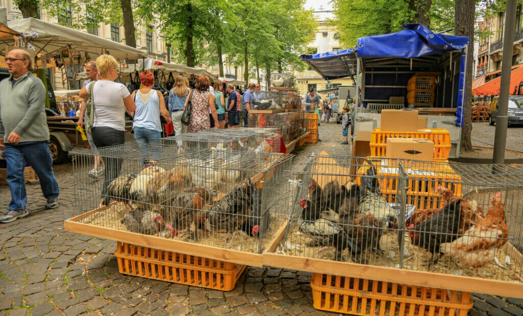 Vogeltjesmarkt Antwerpen