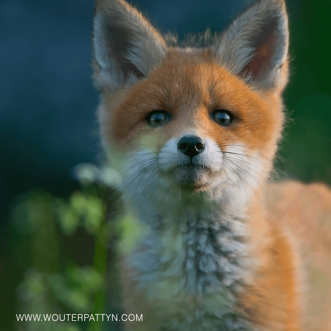 Un renard photographié par le photographe animalier Wouter Pattyn