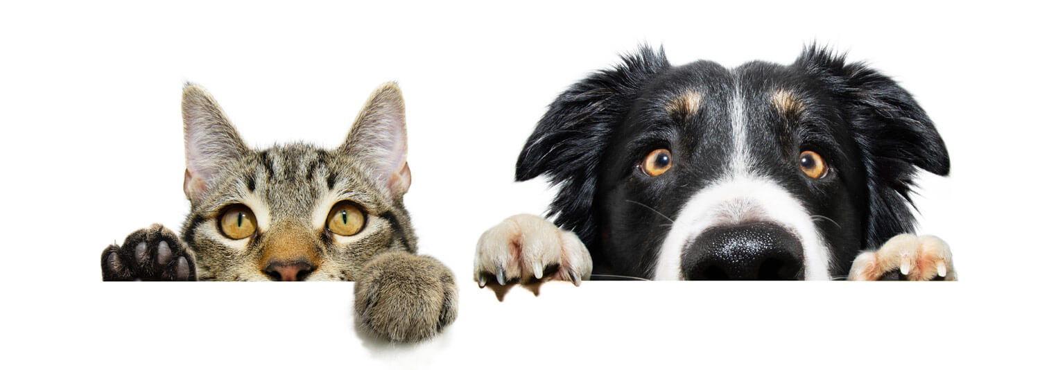 description de l’image